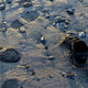 Imagen para el artículo titulado Resuelven el misterio de los 21 pies mutilados que llegaron a la costa de Canadá